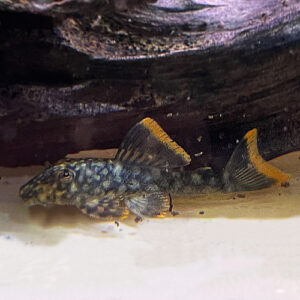 L106 Spotted Orange Seam Pleco - (Hemiancistrus guahiborum)<br >