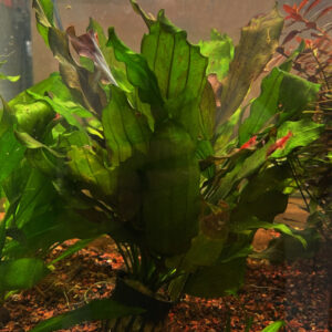 Sword Ozelot Sword(Echinodorus 'ozlet')