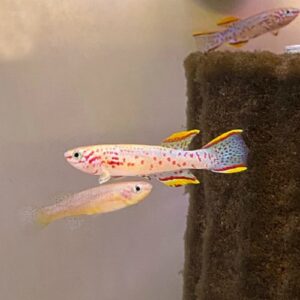 Gardneri Killifish (Fundolopanchax gardneri)<BR >CURRENTLY UNAVAILABLE