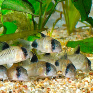 10 Pack Panda Cory