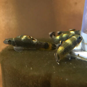 Panda Garra (Garra flavatra)