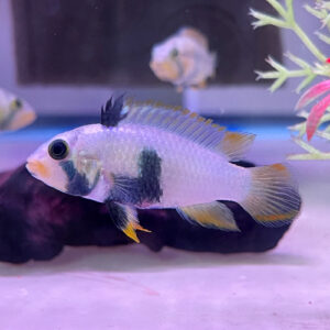 Apistogramma panduro (Panda Apisto)