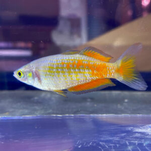 Parkinsoni Rainbowfish (Melanotaenia parkinsoni)