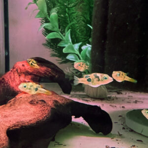 Pea Puffer (Carinotetraodon Travancoricus)<br >