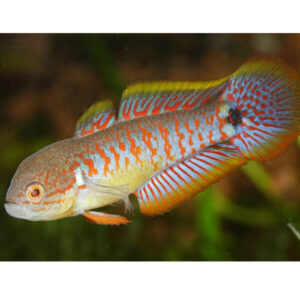 Peacock Gudgeon <BR >