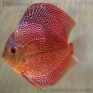 Penang Eruption Leopard