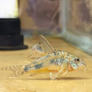 Peppered Cory (Corydoras paleatus)