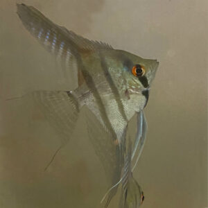 Peruvian Scalare Angelfish