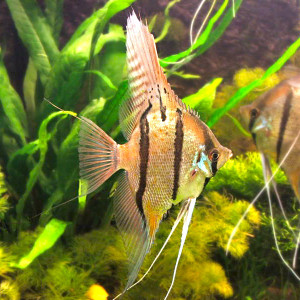 Angelfish