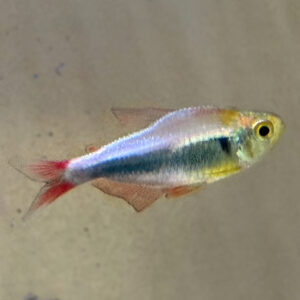 Red Blue Peru Tetra (Hyphessobrycon margitae)