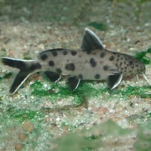Synodontis Dwarf Petricola - (Synodontis lucipinnis)<br >Max size 3.5in