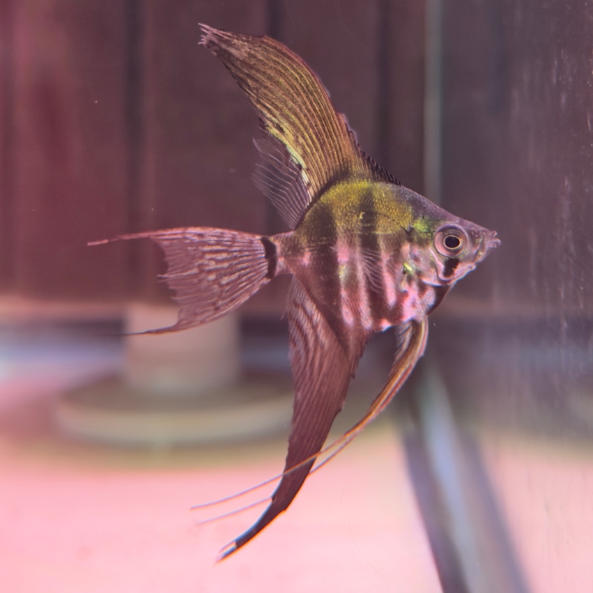 Pinoy Veil tail Angelfish
