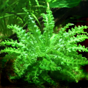 Pogostemon helferi