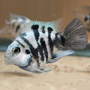 Blue Polar Parrot Cichlid