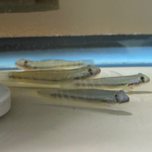 Red Tail Goby (Sicyoterus lagocephalus)