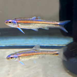 Rainbow Shiner (Notropsis chrosomus)<br >CURRENTLY UNAVAILABLE