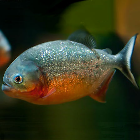 Red Belly Piranha – Pygocentrus nattereri CURRENTLY UNAVAILABLE – Discus Madness