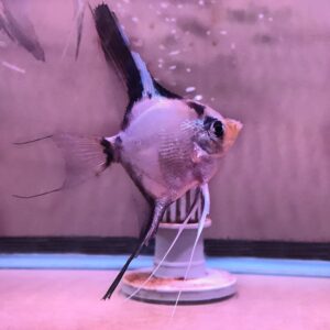 Bulgarian Red Blush Angelfish<BR >CURRENTLY UNAVAILABLE