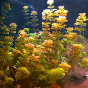 Red Cabomba (Cabomba furcata)