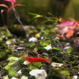 Red Cherry Shrimp (Neocaridina heteropoda)