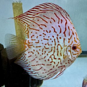 Jumbo Discus