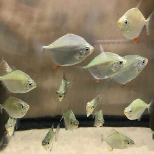 Red Hook Silver Dollars (Myloplus rubripinnis)