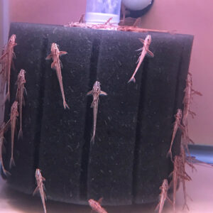 Red Lizard Catfish (Rineloricaria sp. L010A)-