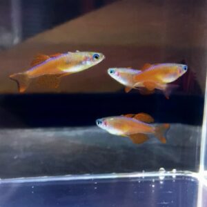 Neon Red Blue-eyed Rainbow (Pseudomugil luminatus)