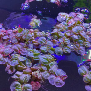 Red Root Floater - Phyllanthus Fluitans