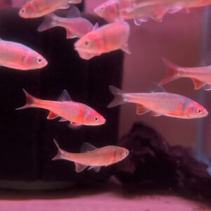 Red Shiner (Cyprinella lutrensis)<br >CURRENTLY UNAVAILABLE