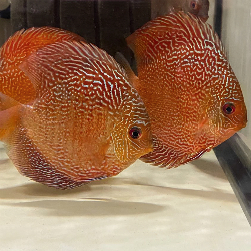 Red Snakeskin – Discus Madness