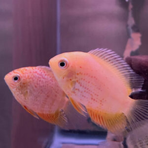 Red Spot Gold Severum (Heros severus)
