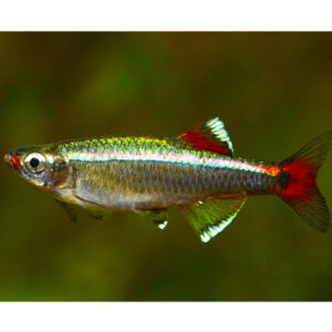 Red White Cloud<br >