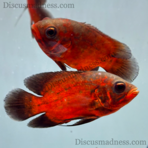 Red Copper Oscar (Astronotus Ocellatus)<br >