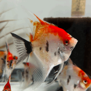 Super Red Koi Angelfish