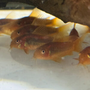 Red Laser Corydora CW014
