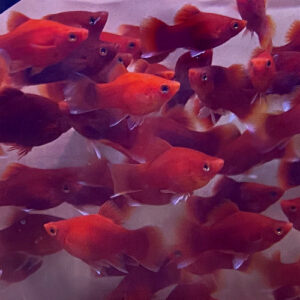 Dwarf Red Coral Platy (Xiphophorus maculatus)