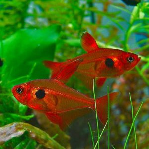 Red Phantom Tetra (Hyphessobrycon sweglesi)<br >