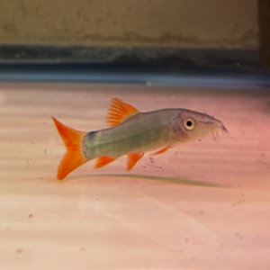 Redtail Botia Loach (Botia Modesta)