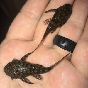 Rio Paraguay Pleco (Ancistrus sp.) - Tank Raised