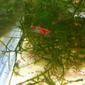 Red Rili Shrimp (Neocaridina davidi var. rili)<br >