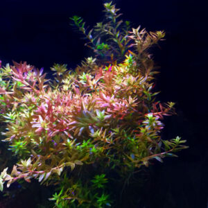 Rotala Magenta 'Narrow Leaf'