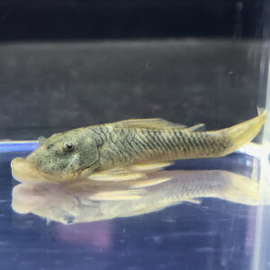 Rubberlipped Pleco - (Chaetostoma formosae L444)