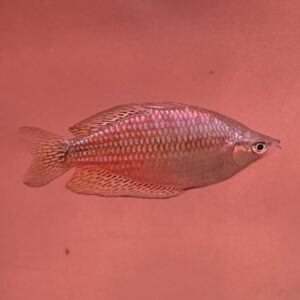 Red-Striped Rainbow (Melanotaenia splendida rubrostriata)