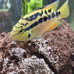 Salvini Cichlid "Tabasco"