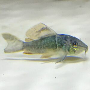 Sail Fin Cory<br >