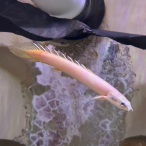 Polypterus Senegalus