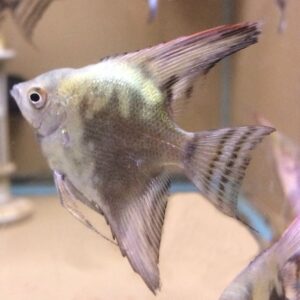 Smokey blue Angelfish<br >