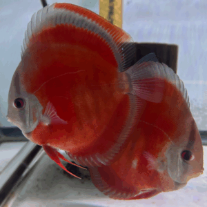 San Merah Blue Gene <br >