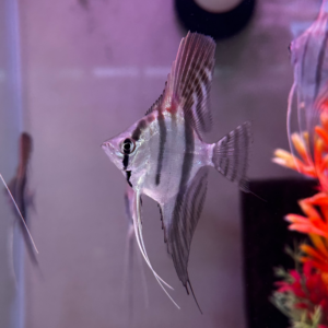 Sao Gabriel Scalare Angelfish<br >